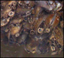 Dark false mussels with siphons - by Peter Bergstrom