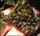 Mussels on a hand - by Peter Bergstrom