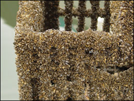 Closeup of mussels on a cage - by Wayne Young