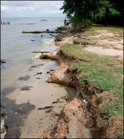 eroded banks at Mayo Beach - by Jack Greer
