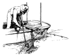 Trotlining drawing from the Virginia Institute of Marine Science