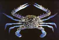 Blue swimming crab. Source: United Nations Food and Agriculture Org.