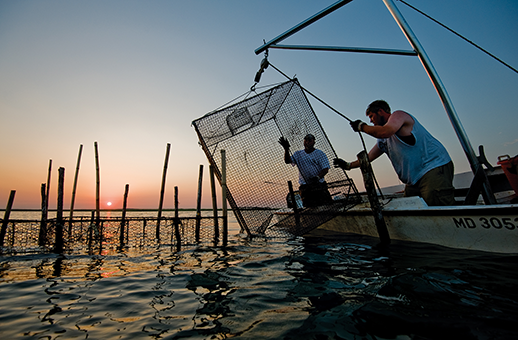Using bank traps to land some peeler crabs.  Photograph courtesy of Jay Fleming