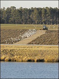 Farmland by the Bay - by Skip Brown